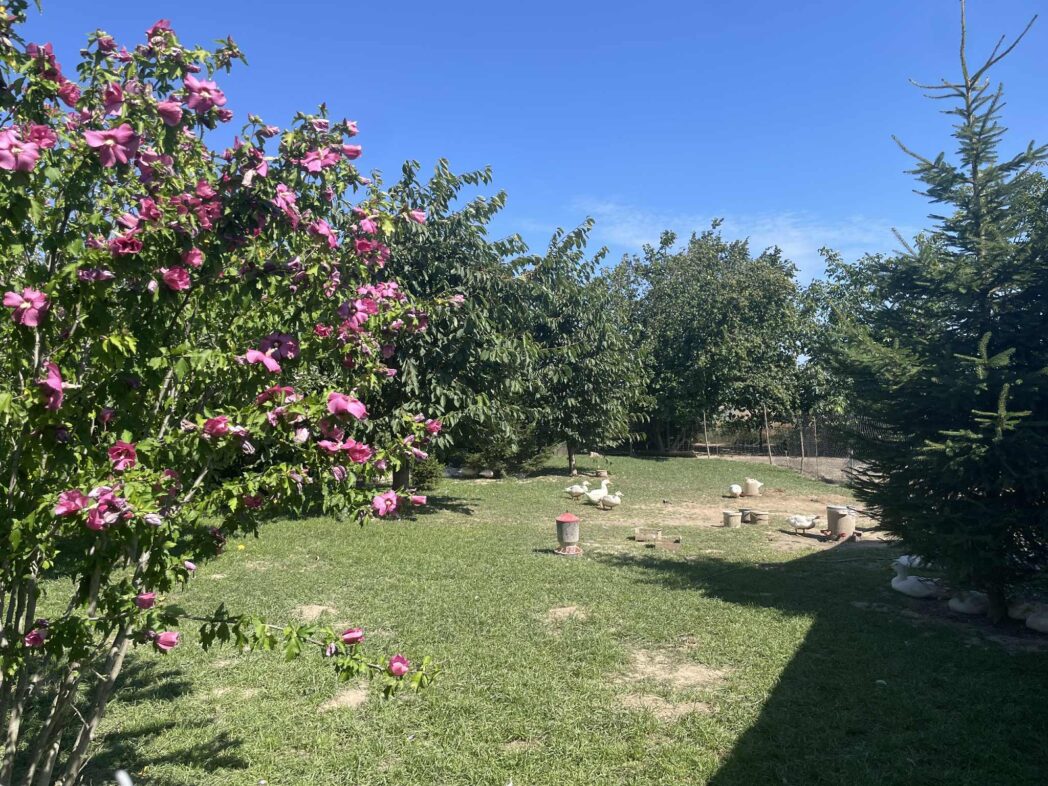 {{brizy_dc_image_alt entityId=