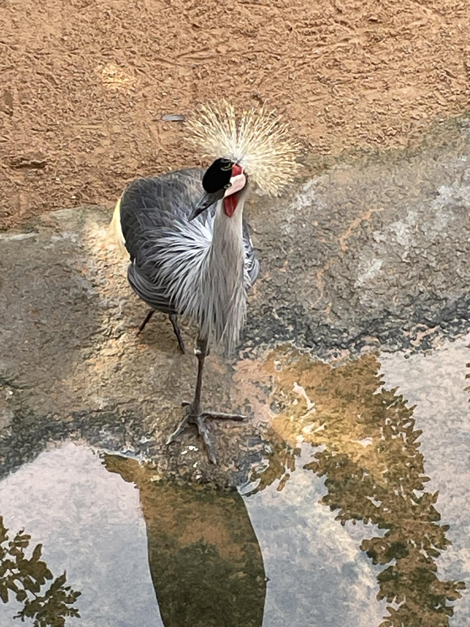 {{brizy_dc_image_alt entityId=